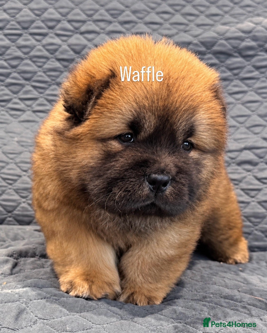 Chow Chow dogs Wyvernwest have 3 stunning chows available  - Advert 12