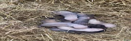 Ferret rodents for sale: 9 ferret kits - Advert 1