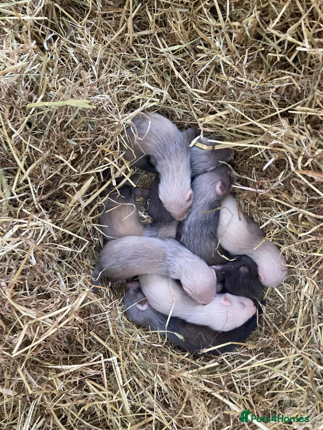 Ferret rodents for sale: 9 ferret kits - Advert 1