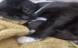 Bengal cats for sale: Pair of part bengal Tuxedo Kittens  - Image 21