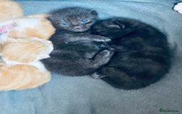 Bengal cats for sale: Kittens for sale  - Image 17