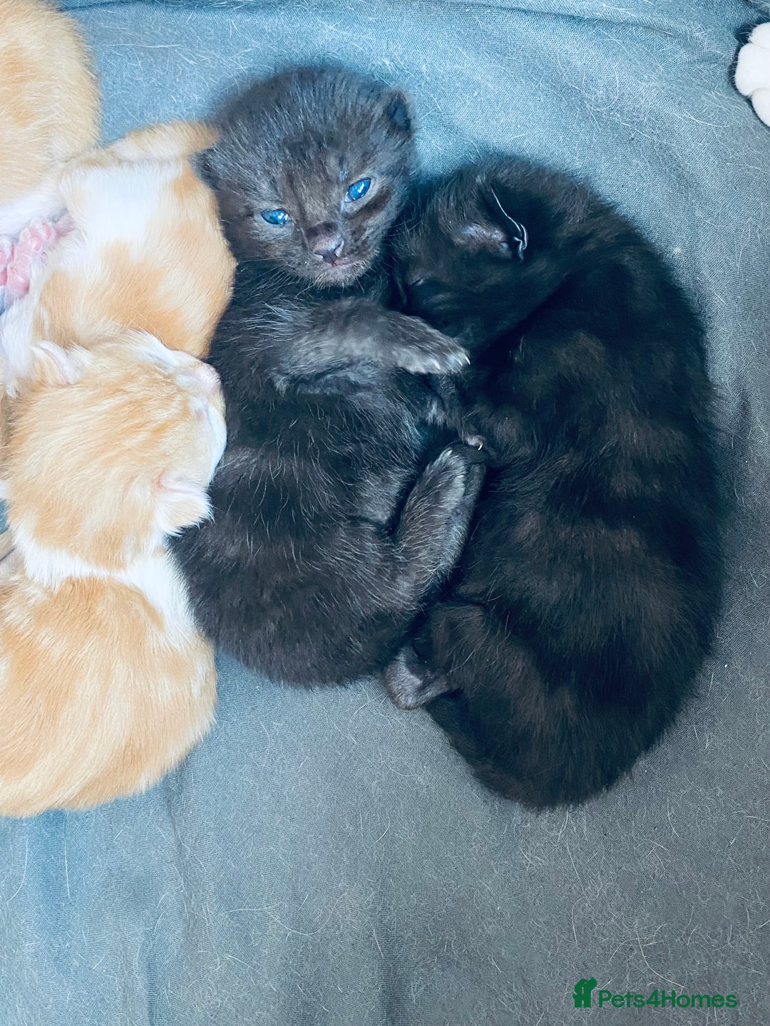 Bengal cats for sale: Kittens for sale  - Image 17
