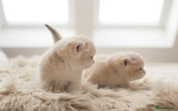 British Shorthair cats for sale: Chubby Golden Blue BSH girls - Image 9