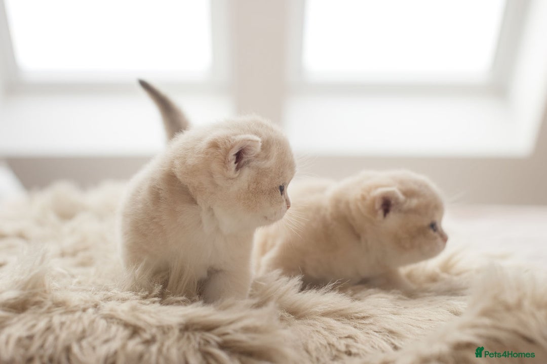 British Shorthair cats for sale: Chubby Golden Blue BSH girls - Image 9