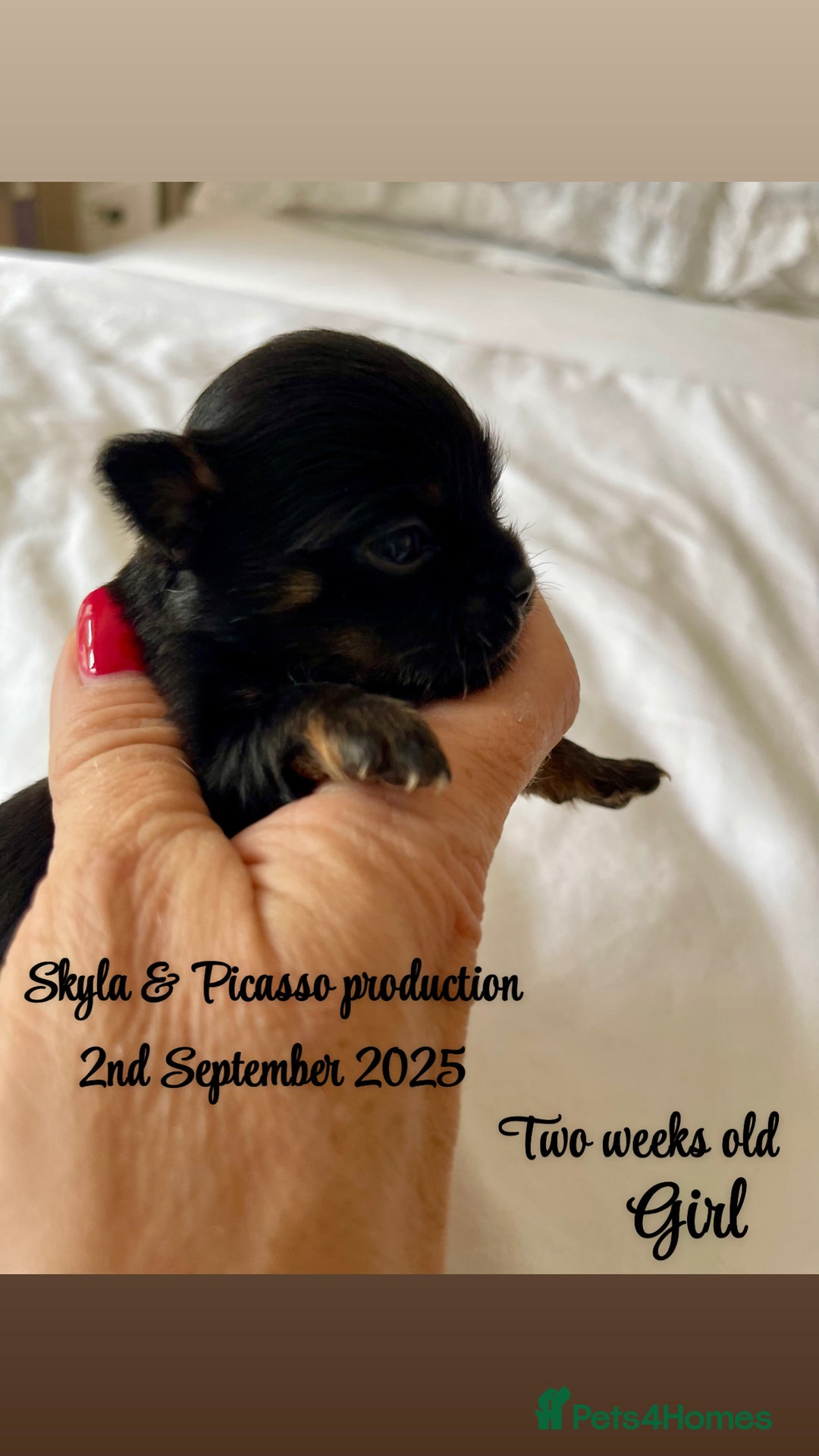 Chihuahua dogs for sale: Stunning KC Chihuahua puppies 🇬🇧 bloodlines - Image 8