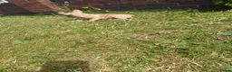 French Bulldog dogs for sale: French Bulldog Female ready now - Advert 3