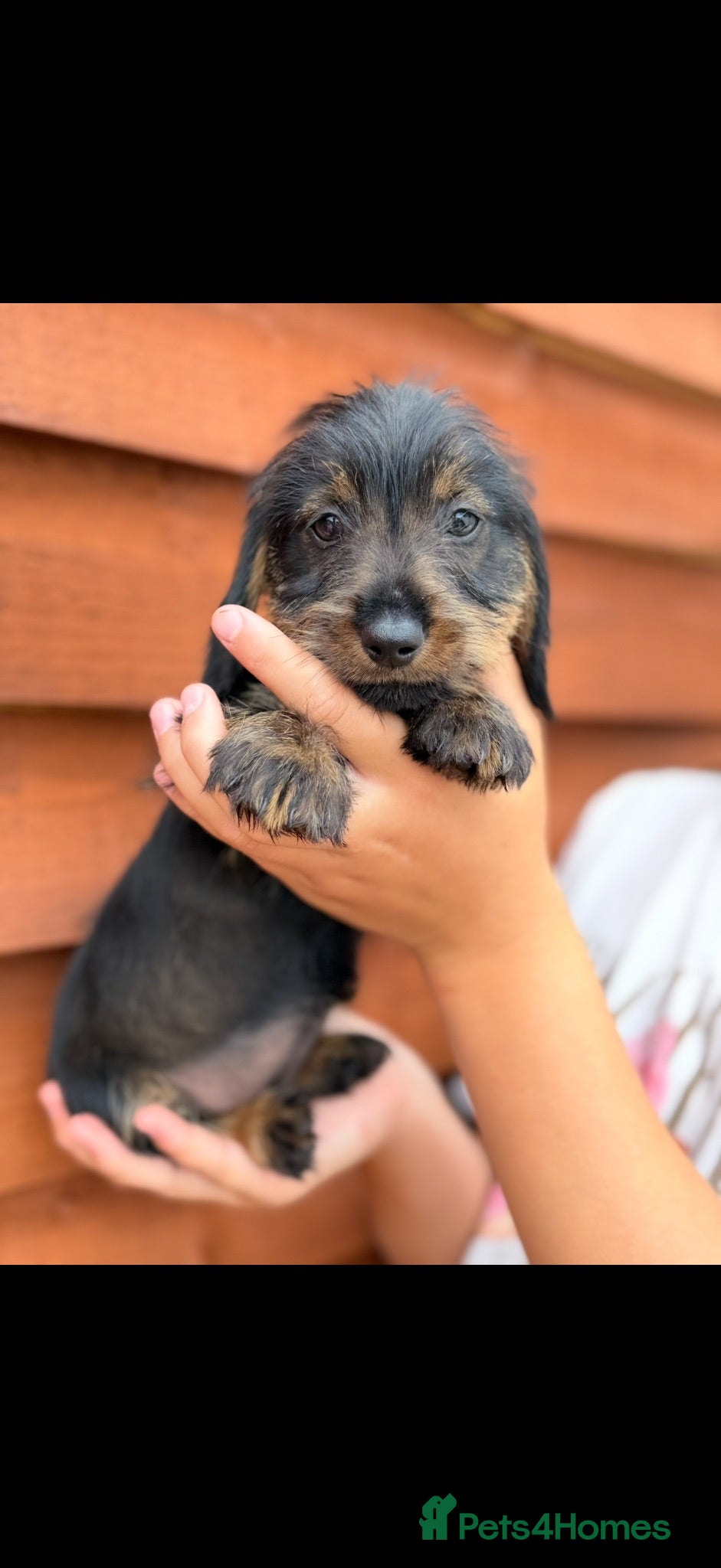 Miniature Dachshund dogs 🐾Exceptional Teckel Puppies, Ready To Go Now  🐾 - Advert 1
