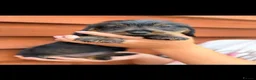 Miniature Dachshund dogs for sale: 🐾Exceptional Teckel Puppies, Ready To Go Now  🐾 - Advert 5
