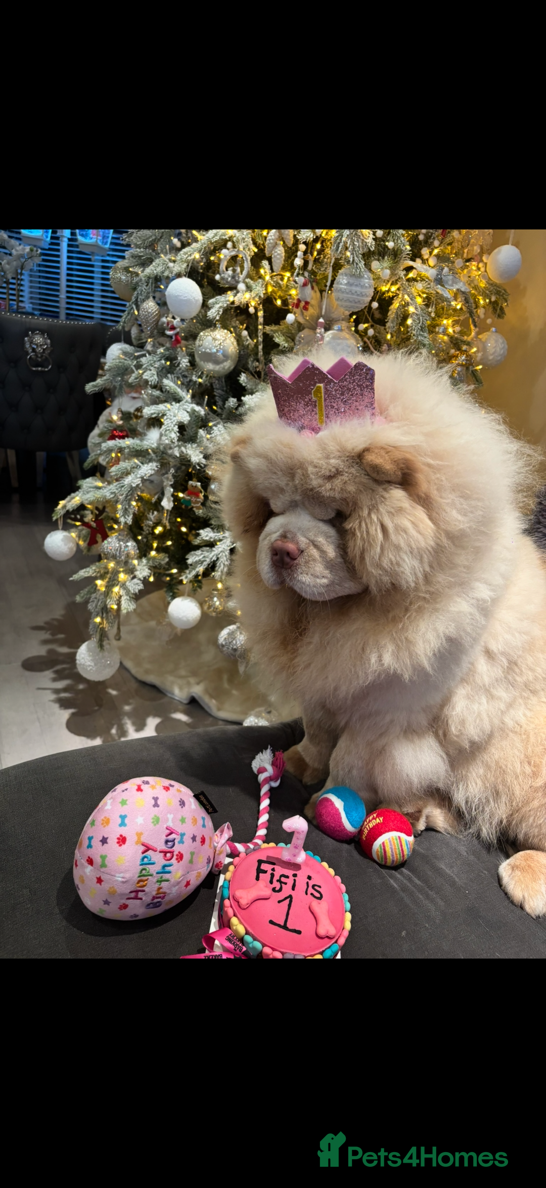 Chow Chow dogs for sale: 🔥 UK best Lilac platinum 🧸 chow chows KC  - Image 8