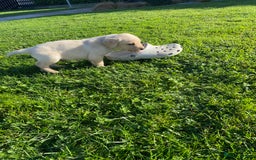 Labrador Retriever dogs for sale: Labrador retriever - Image 19