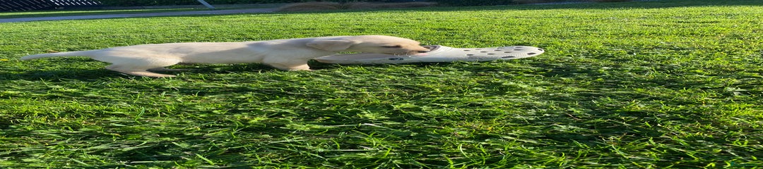 Labrador Retriever Puppy 7