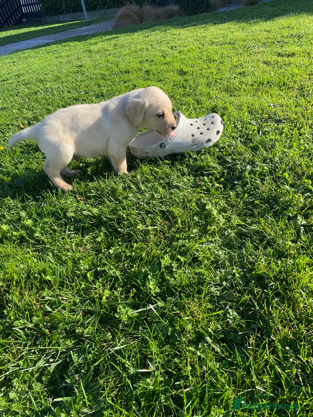 Labrador Retriever dogs for sale: Labrador retriever - Image 19