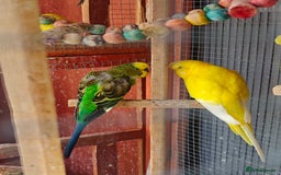 Budgerigars birds for sale: Budgies (Parakeets) for sale! - Image 8