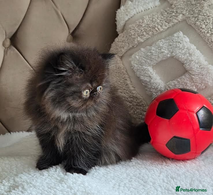 Persian cats Persian Kittens - Advert 1