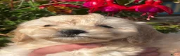 Cockapoo dogs for sale: Ready Now F1 Cockapoos - Advert 10