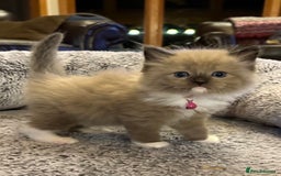 Ragdoll cats for sale: Ragdoll kitten  - Advert 3