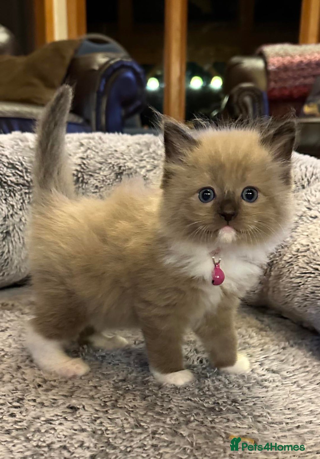 Ragdoll cats for sale: Ragdoll kitten  - Advert 3