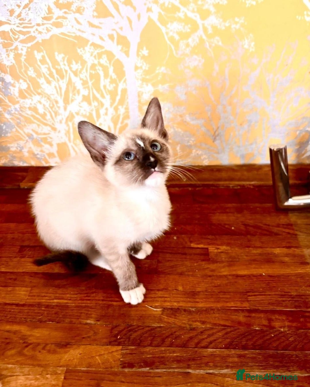 Siamese cats for sale: One Stunning Blue Admitted Siamese Female Left !! - Image 2