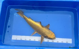 Koi Carp fish for sale: Pond Clearance - Image 4
