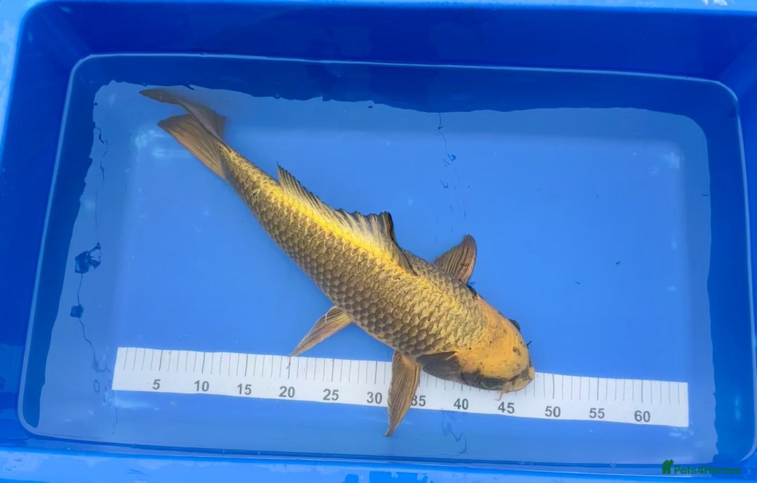 Koi Carp fish for sale: Pond Clearance - Image 4