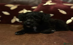 Jackapoo dogs for sale: ✨ Gorgeous Jackapoo puppies ready to leave now ✨ - Advert 10