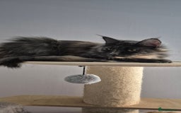 Maine Coon cats for sale: Maine Coon kittens Glasgow  - Image 29
