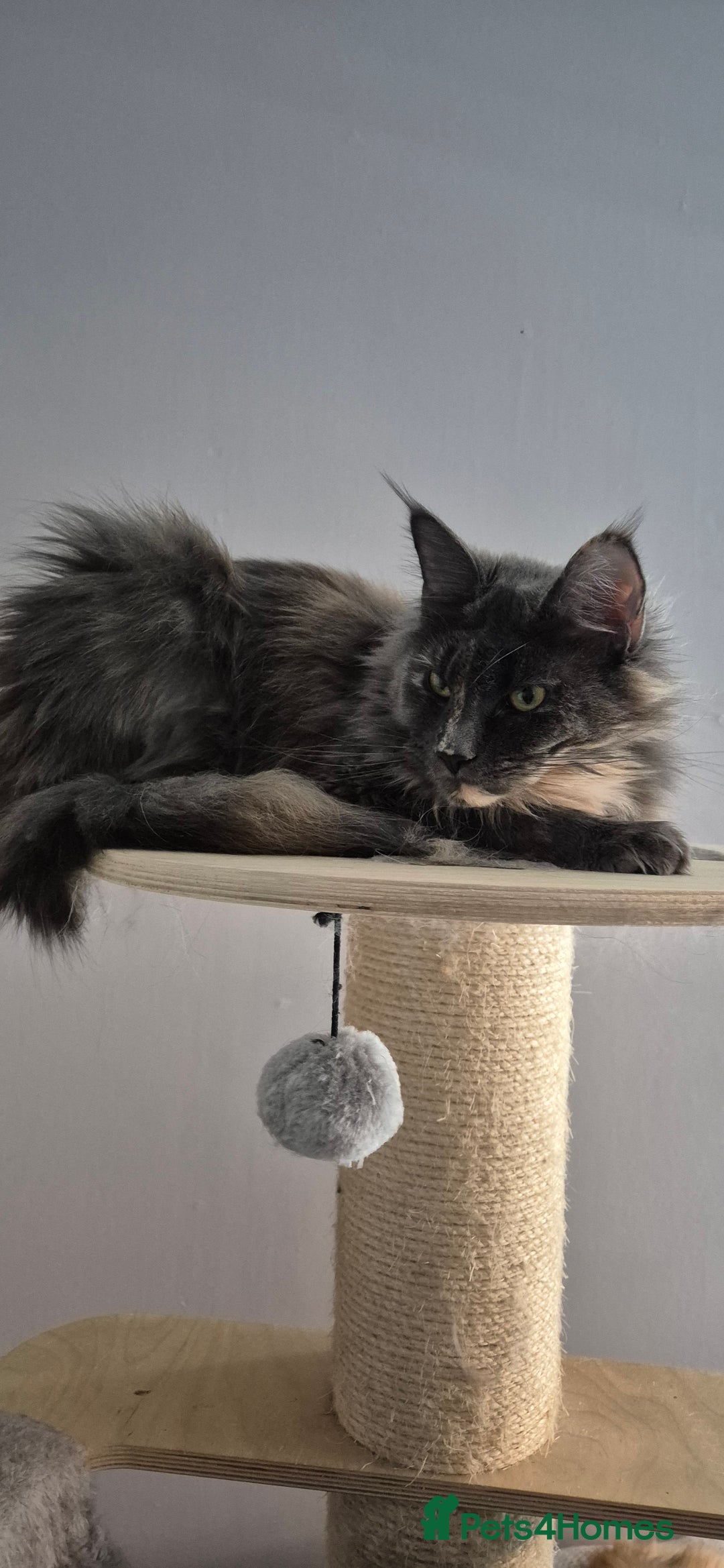 Maine Coon cats for sale: Maine Coon kittens Glasgow  - Image 29