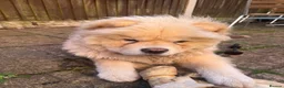 Chow Chow dogs for sale: Barnaby the chow chow - Advert 2