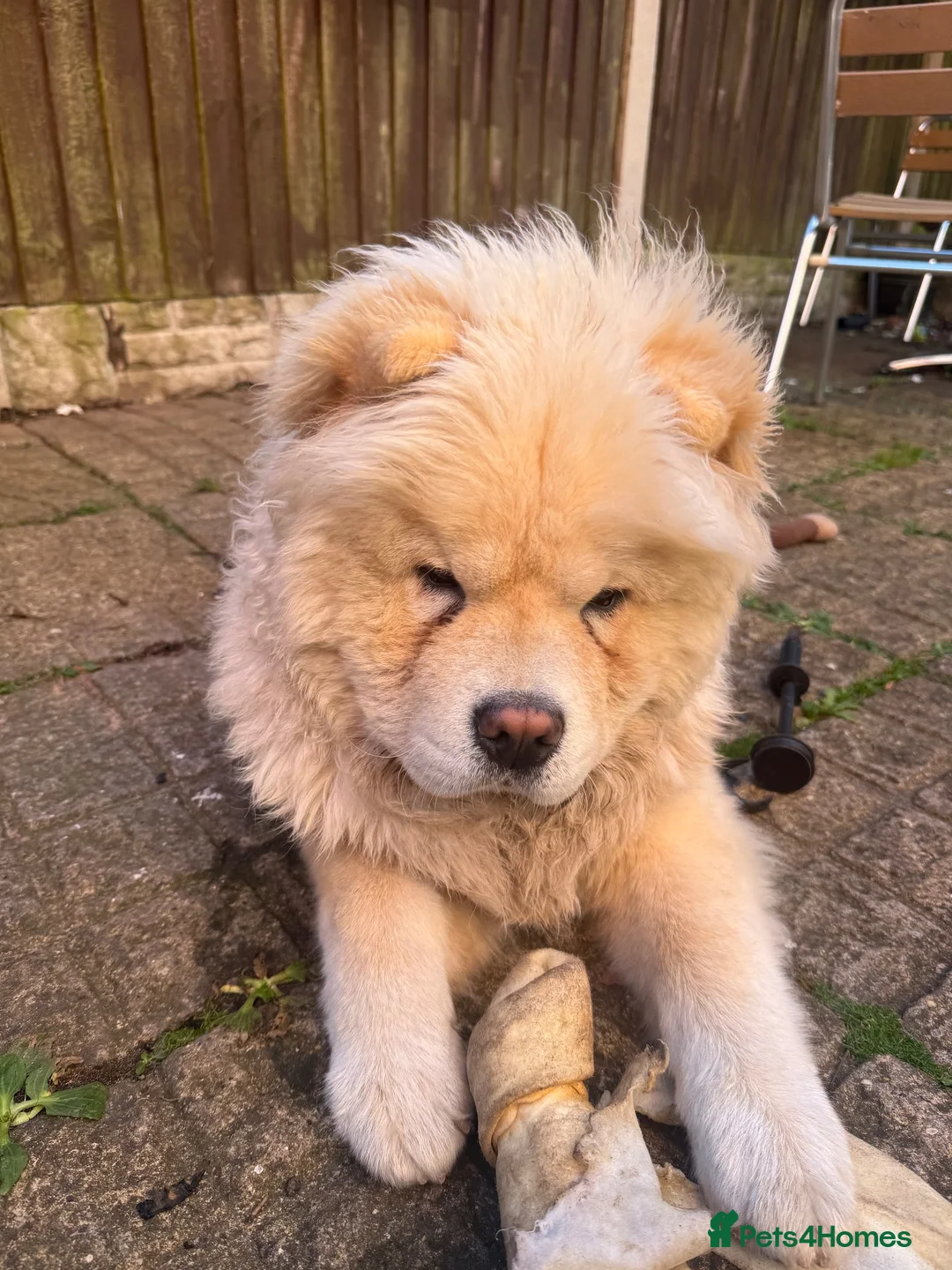 Chow Chow dogs for sale: Barnaby the chow chow - Advert 2