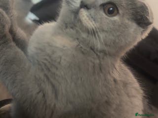 Scottish Fold cats ✨💜 LAST Scottish Fold Girl For Sale 💜✨ - Advert 7