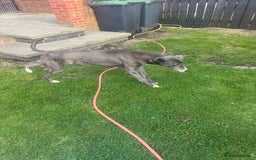 Lurcher dogs for sale: Lurches for sale  - Image 14