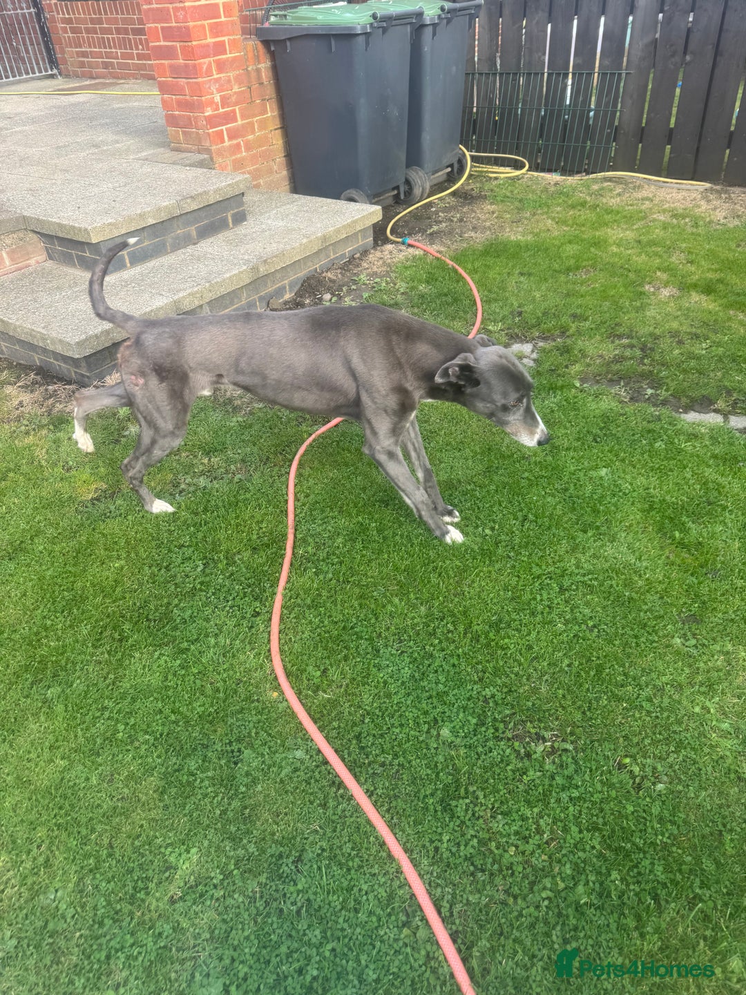 Lurcher dogs for sale: Lurches for sale  - Image 14