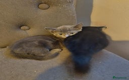 Russian Blue cats for sale: 3 female kittens  - Image 3