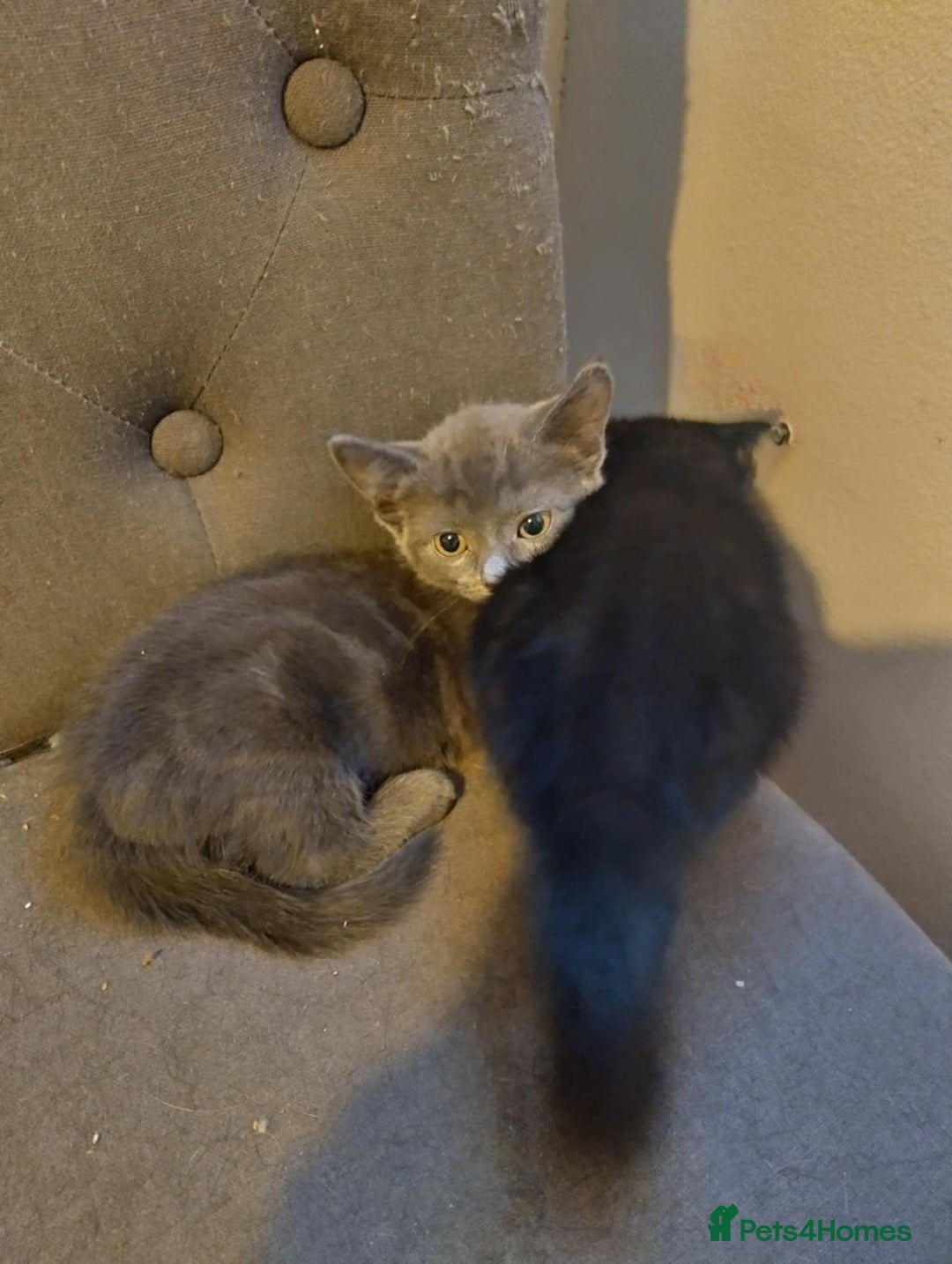 Russian Blue cats for sale: 3 female kittens  - Image 3