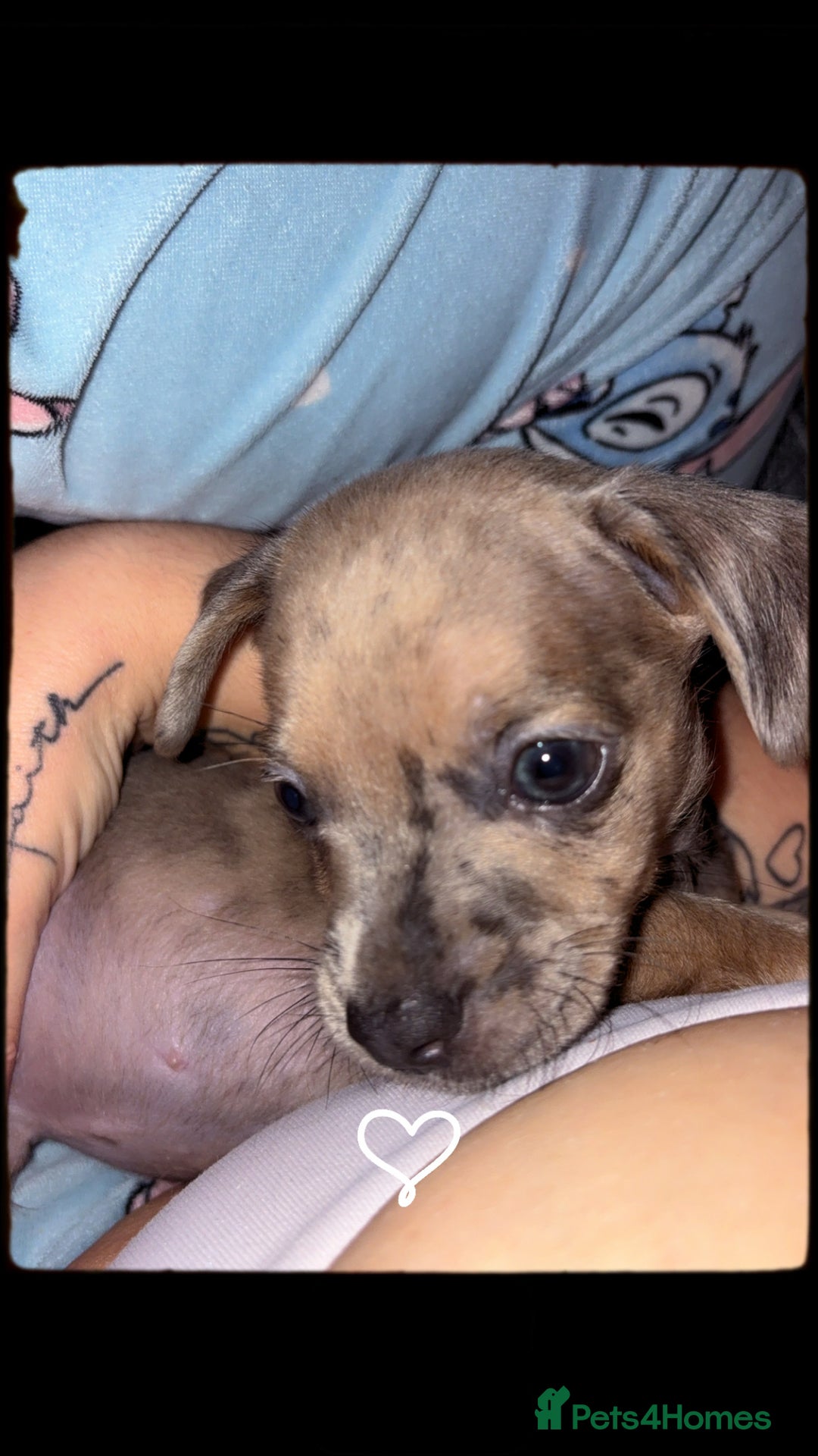Mixed Breed dogs for sale:  dachshund/french bull dog - Image 2