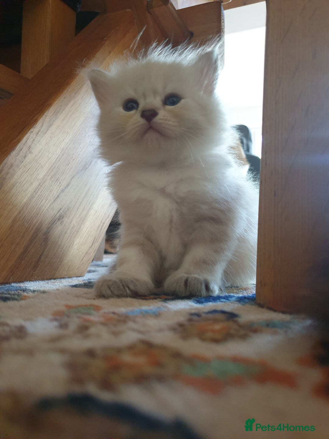Siberian cats for sale: Pure gorgeous Siberian Kittens, Hypoallergenic - Image 39