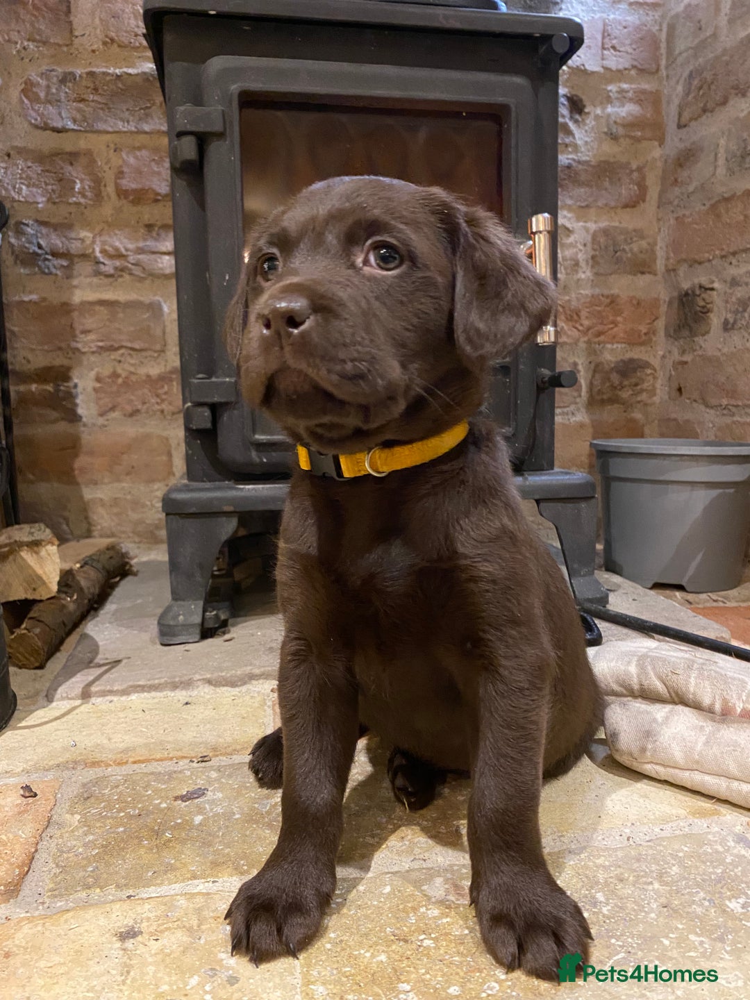 Labrador Retriever dogs for stud: Health Tested KC Registered Chocolate Labrador  in Wisbech - Image 7