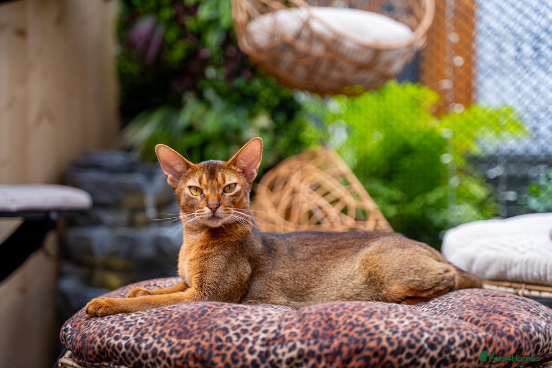 Abyssinian cats for sale: Vanilla Boy-Exceptional Abyssinian-Champion line - Advert 20