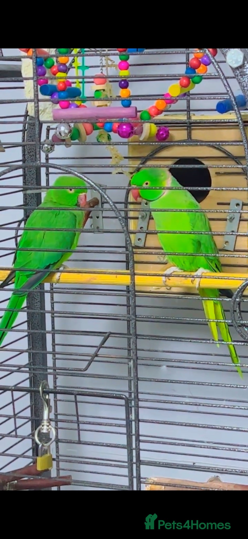 Parrots birds Indian ring neck ( pair) - Advert 3