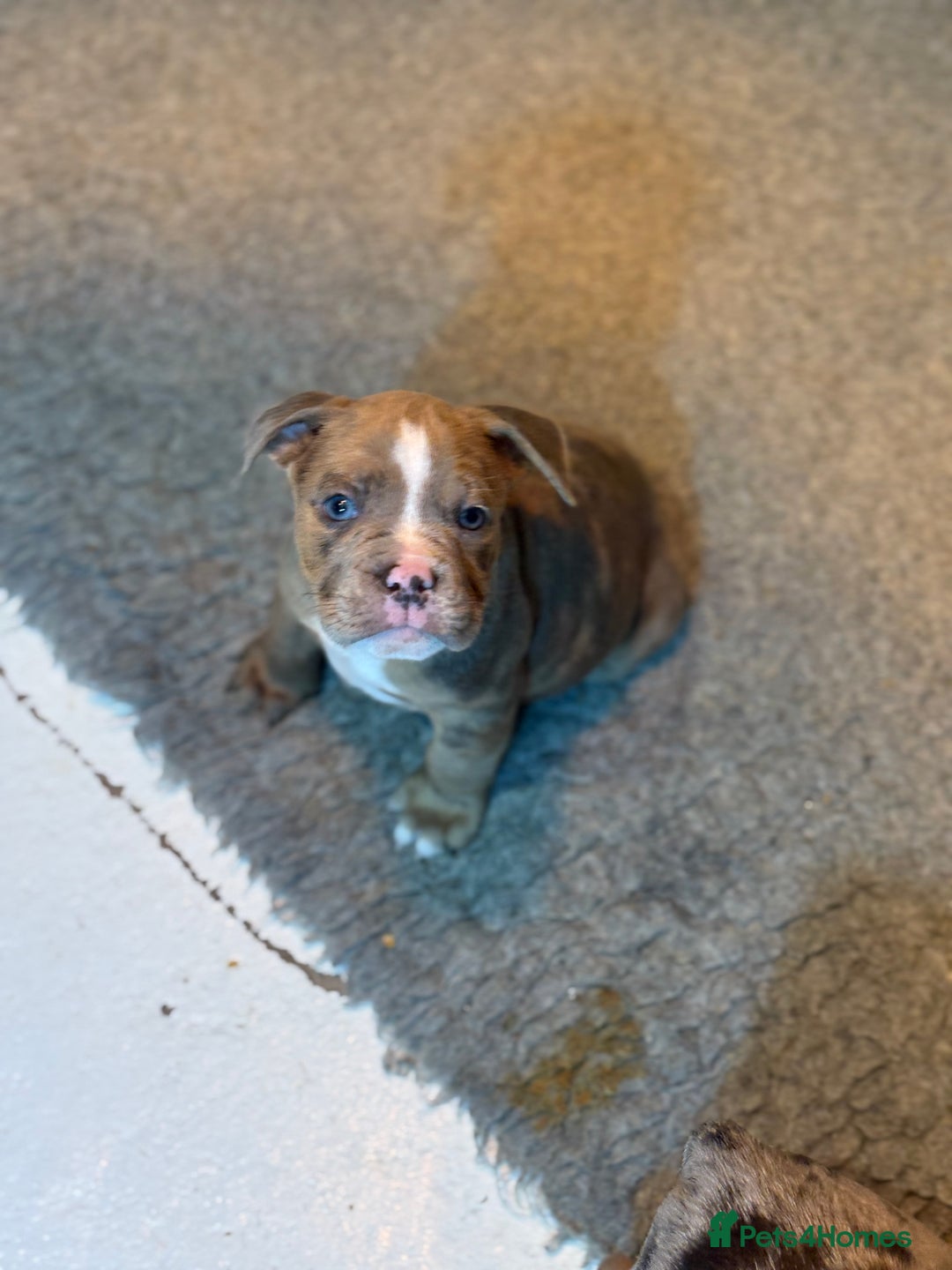 Olde English Bulldogge dogs for sale: 8 week old Olde English Bulldogges  - Advert 29