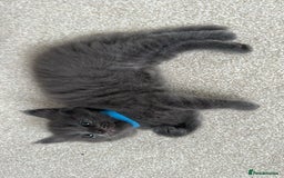 Maine Coon cats for sale: Rare Maine Coon/Russian Blue Kittens - Image 6