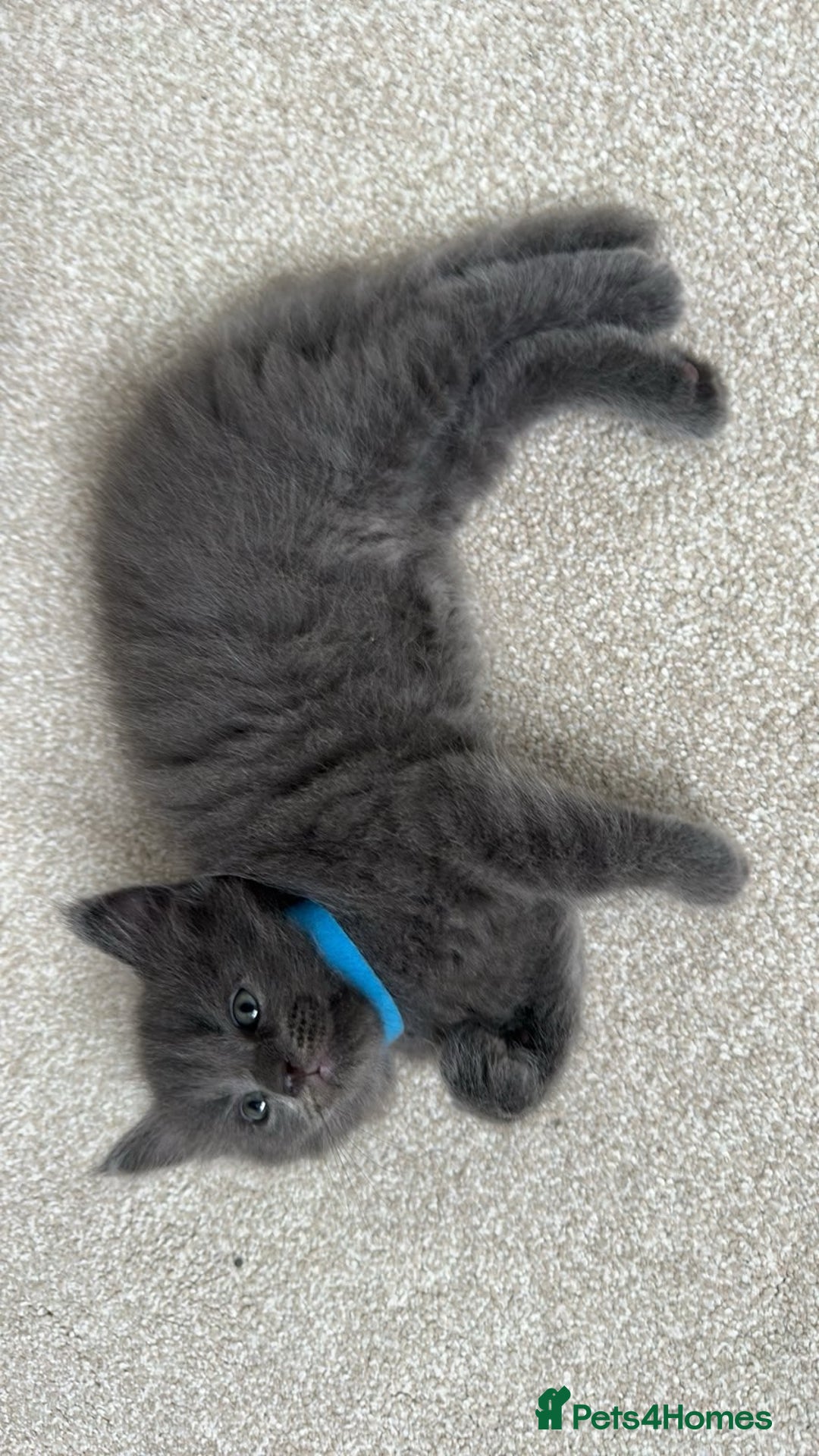 Maine Coon cats for sale: Rare Maine Coon/Russian Blue Kittens - Image 6