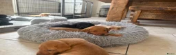 Labrador Retriever dogs for sale: Health Tested IGL Champion Bred Labrador Puppies  - Advert 12