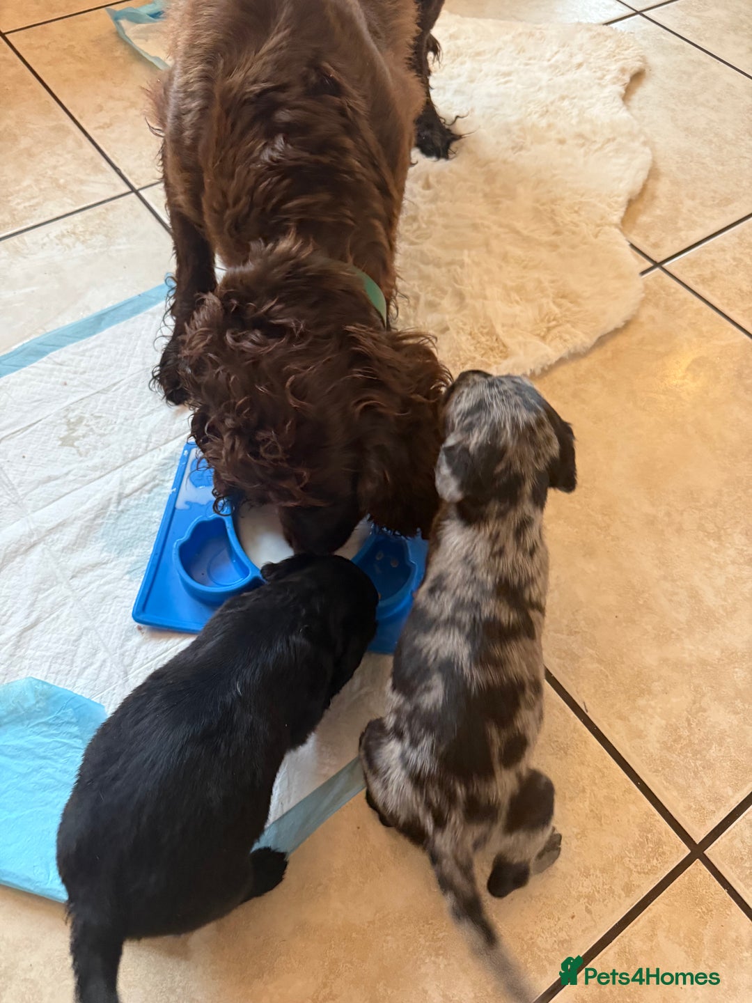 Mixed Breed dogs for sale: Merle sprocker x lurcher puppies  - Image 11