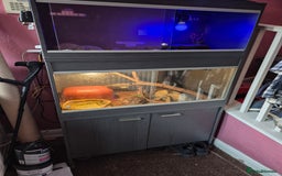 Snake reptiles for sale:  very tame banana pastel ball python and enclosure - Image 5