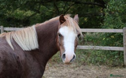 Welsh Section A horses for sale: Welsh sec A Pony 11hh 3yo gelding - Advert 4