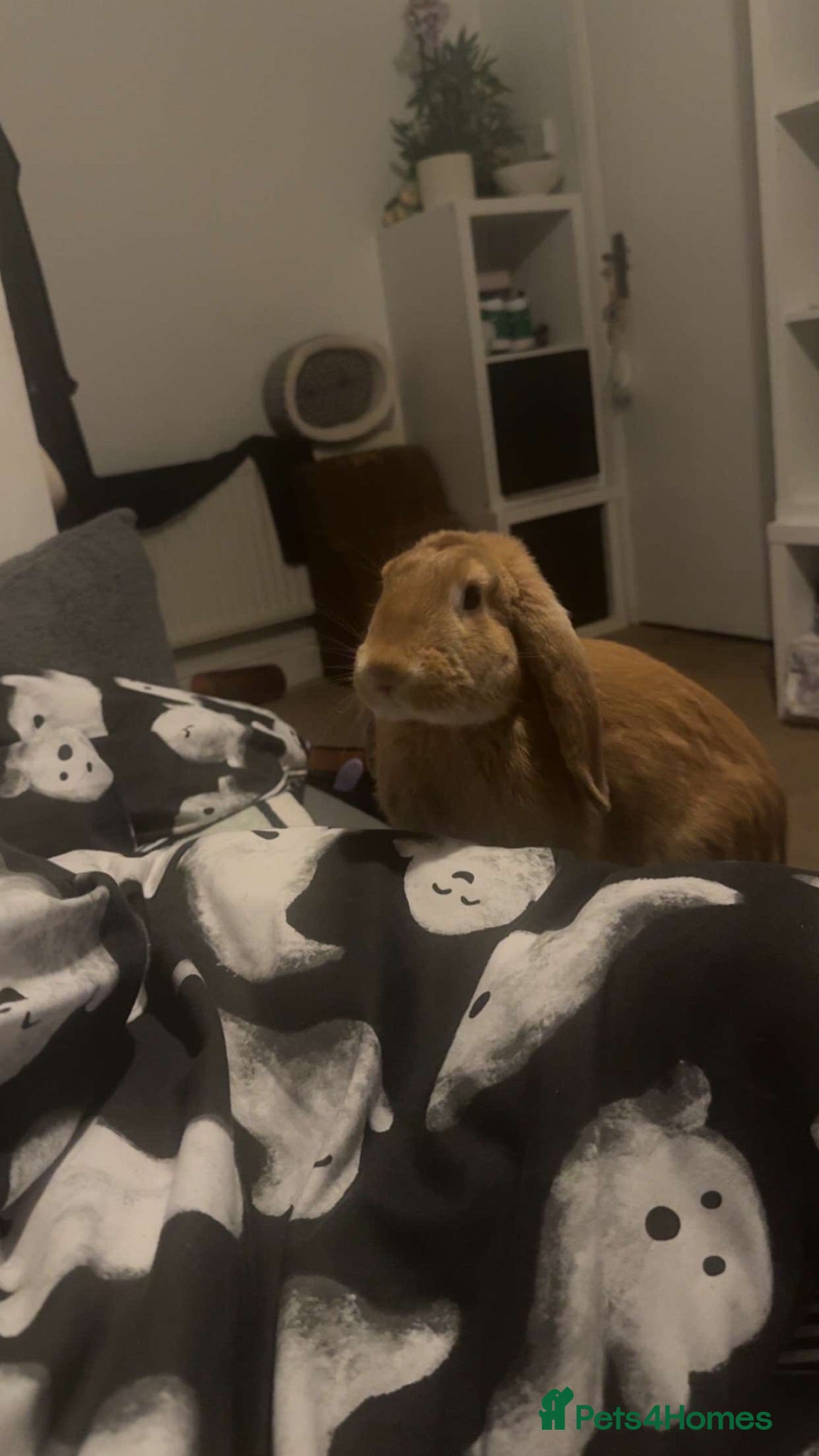 French Lop rabbits Cute french lop looking for a nice friendly home  - Advert 1
