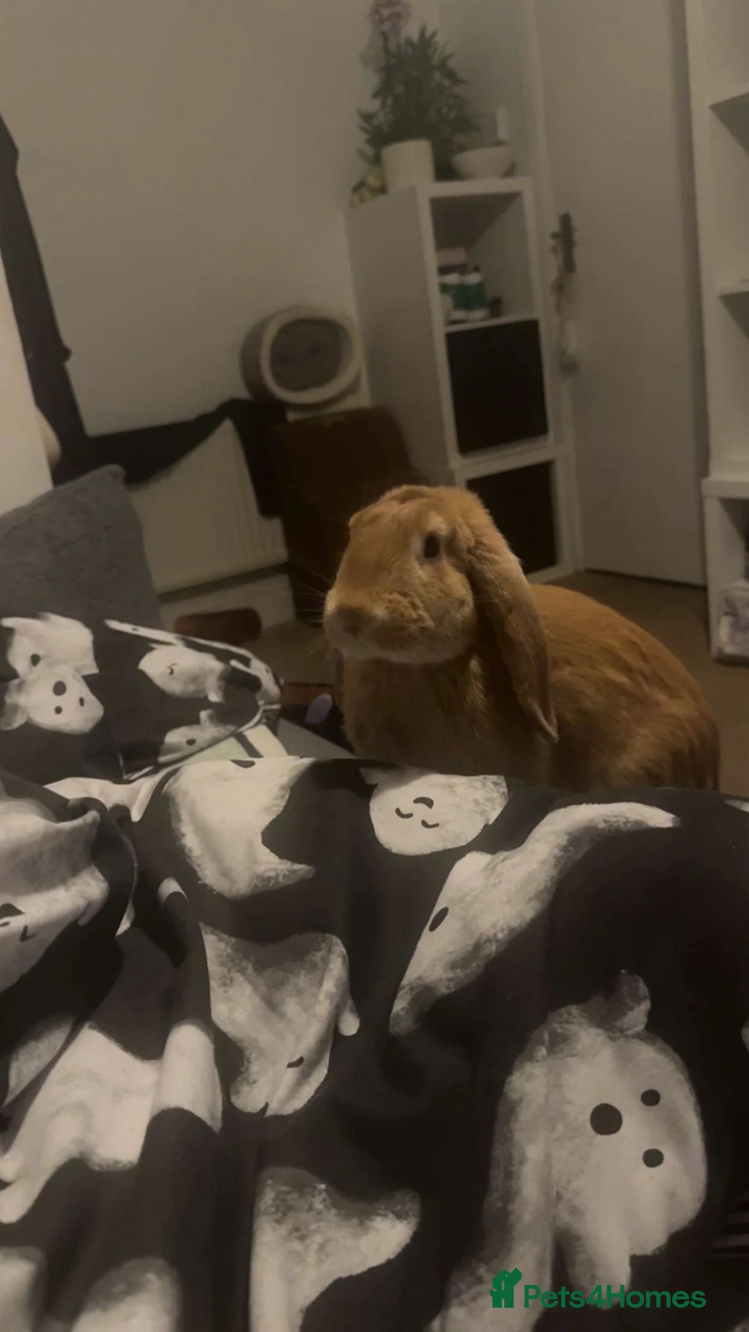 French Lop rabbits for sale: Cute french lop looking for a nice friendly home  - Advert 1