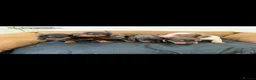 Dachshund dogs for stud: Dachshund stud - Advert 5