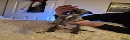 Mixed Breed dogs for sale: ONE BOY PUP LEFT!!! whippet dad and whippet cross - Advert 19